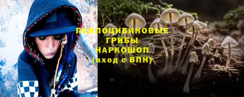 Галлюциногенные грибы Psilocybine cubensis  купить наркотик  Карпинск 